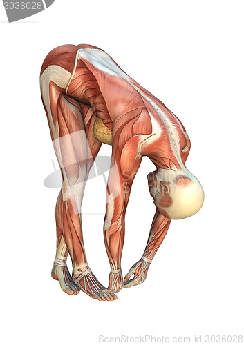 Image of Muscle Maps