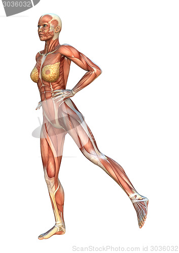 Image of Muscle Maps