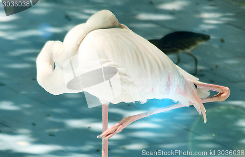 Image of Bird