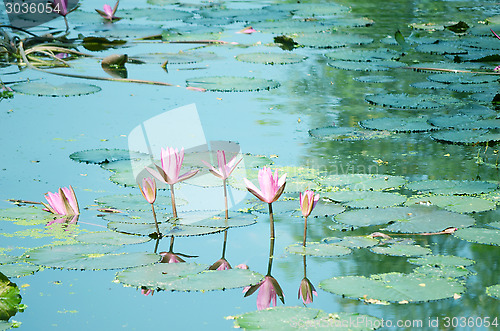 Image of Lily