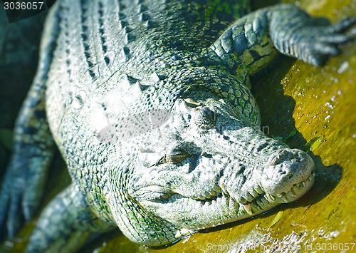 Image of Nile Crocodile
