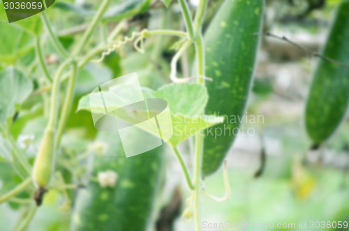 Image of Natural green leaf vegetables