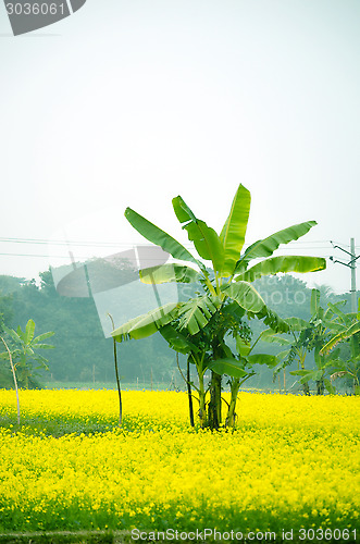 Image of Green flower and banana tree