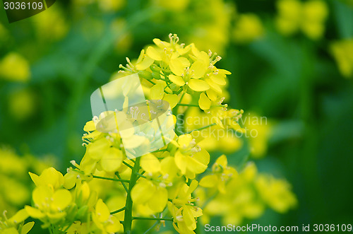 Image of Flower