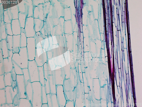 Image of Corn stem micrograph