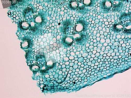 Image of Bamboo stem micrograph