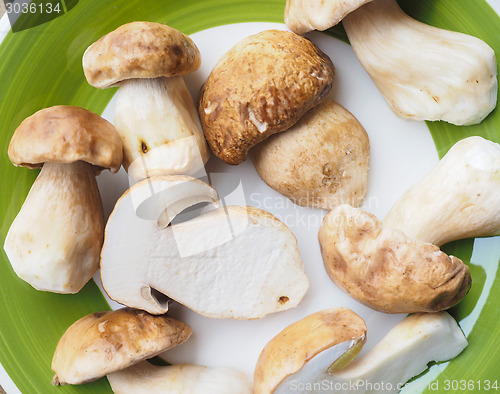 Image of Porcini Mushroom