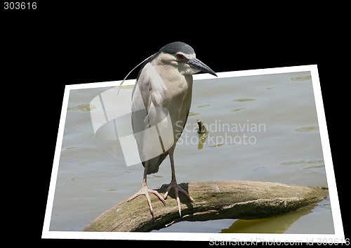 Image of Grey bird getting out of the frame
