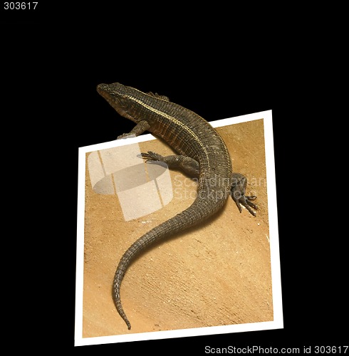 Image of Lizard crawling out of the frame