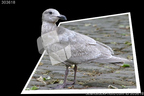 Image of Grey seagull getting out of the frame