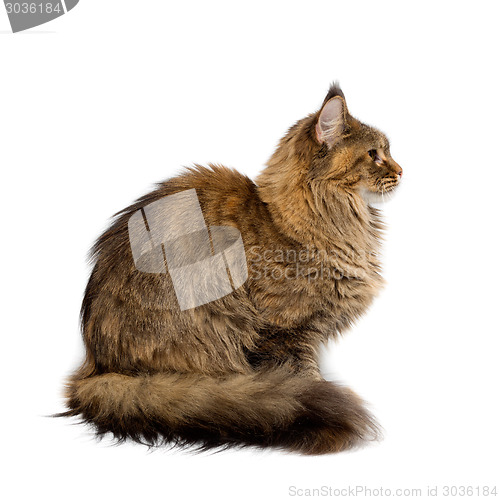 Image of Cat breed Maine Coon. Portrait in profile