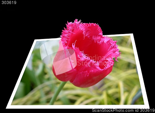 Image of Red tulip growing out of the frame