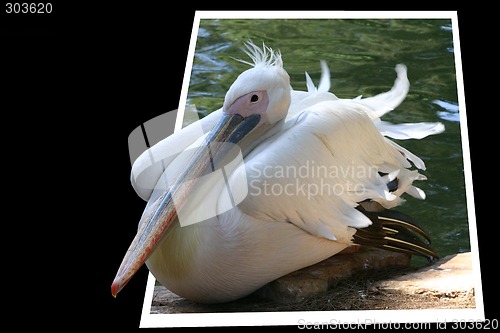 Image of Photo of a white pelican getting of the frame