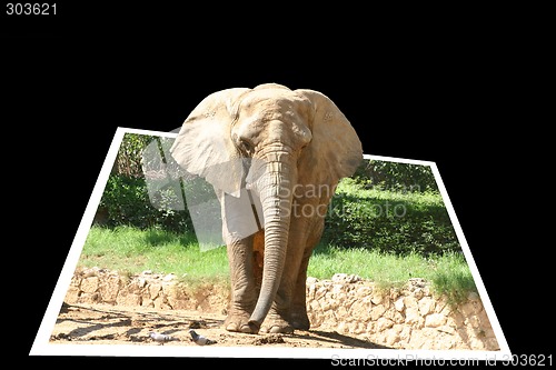 Image of Photo of the elephant getting out of the frame
