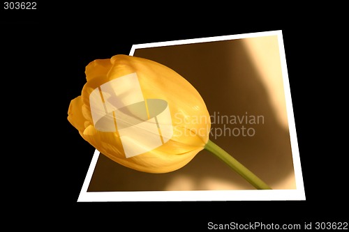 Image of Yellow tulip growing out of the frame