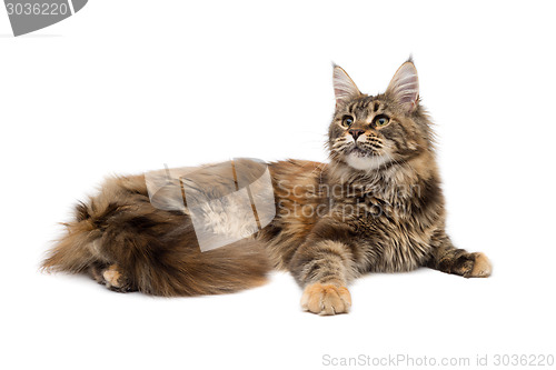 Image of Cat breed Maine Coon