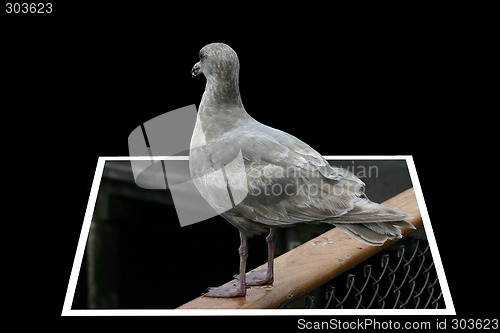 Image of Grey bird getting out of the frame