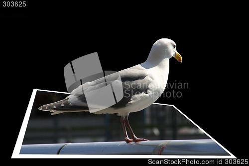 Image of Seagull getting out of the frame
