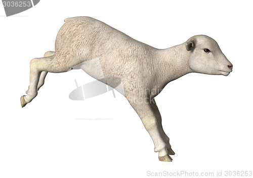 Image of Jumping Lamb