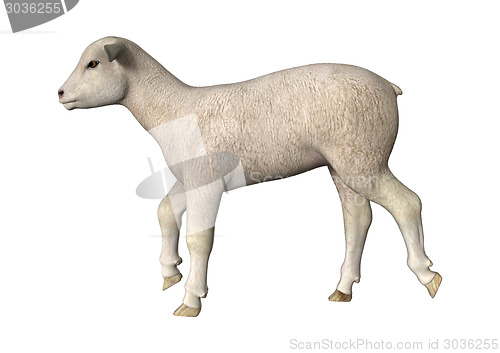 Image of Trotting Lamb