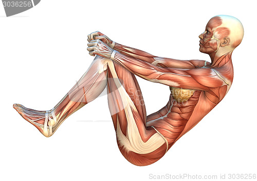 Image of Muscle Maps