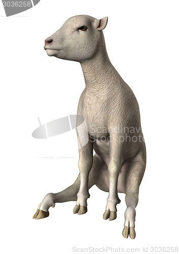 Image of Lamb on White