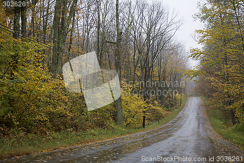 Image of Forest, Autumn 