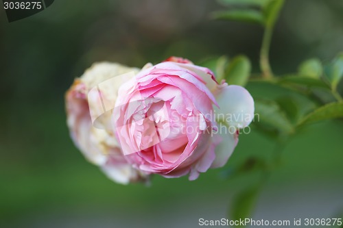 Image of Roses in the garden