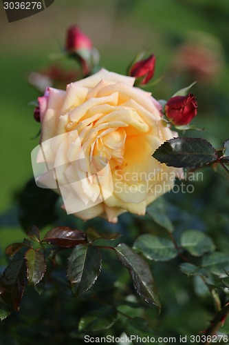 Image of Roses in the garden