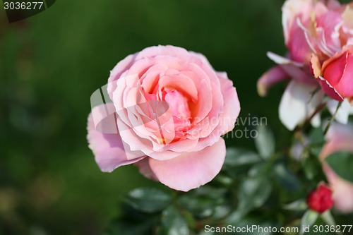 Image of Roses in the garden