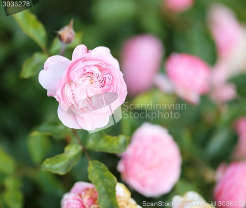 Image of Roses in the garden