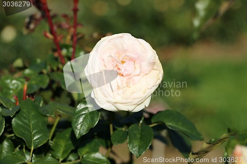 Image of Roses in the garden