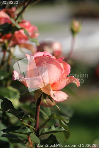 Image of Roses in the garden