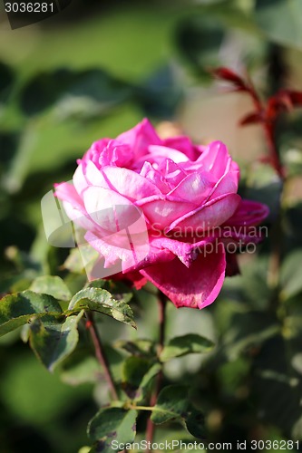 Image of Roses in the garden