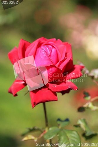 Image of Roses in the garden