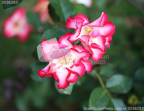 Image of Roses in the garden