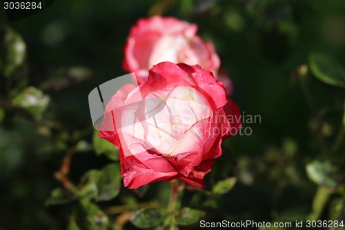 Image of Roses in the garden