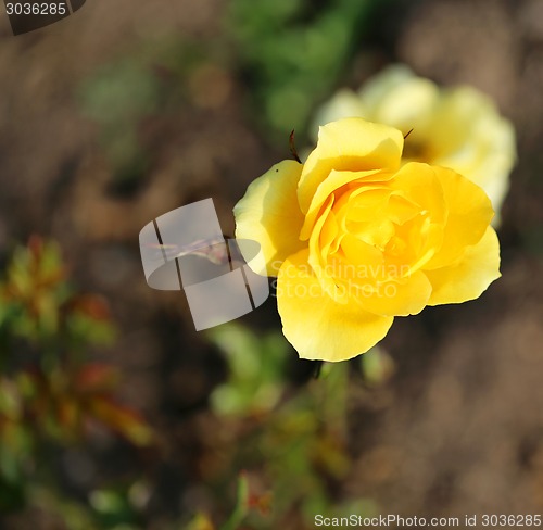 Image of Roses in the garden