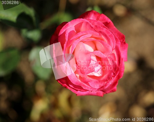 Image of Roses in the garden