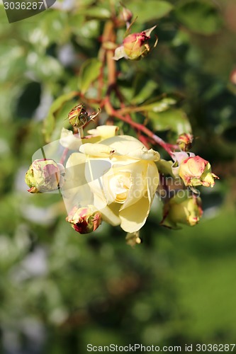 Image of Roses in the garden