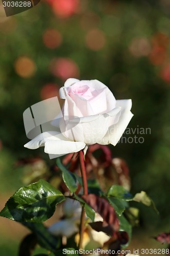 Image of Roses in the garden