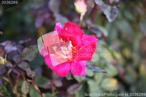 Image of Roses in the garden