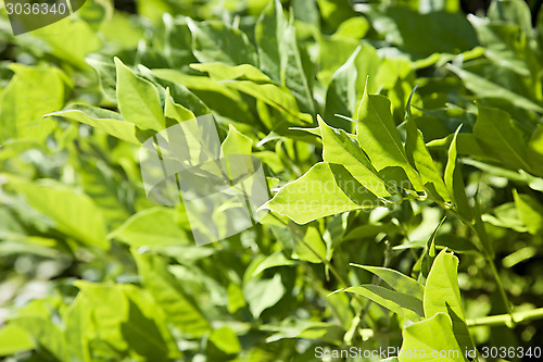 Image of Leaves in backlight