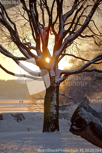 Image of Winter tree