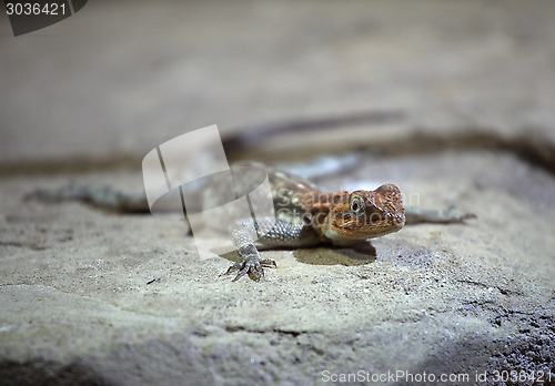 Image of Lizard on a rock