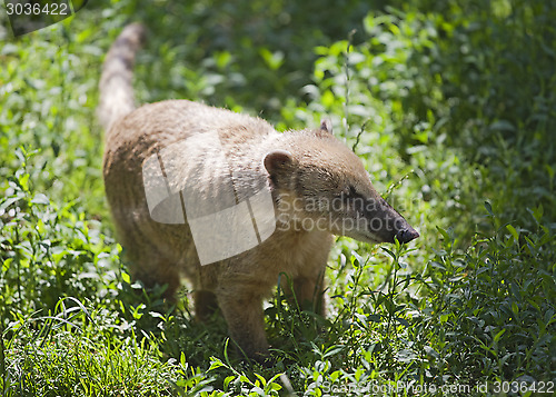 Image of Nasua in a zoo