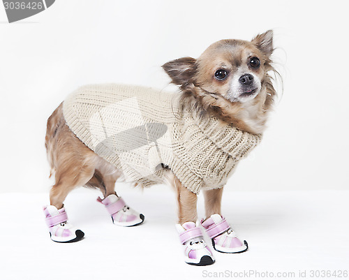 Image of chihuahua with winter clothes