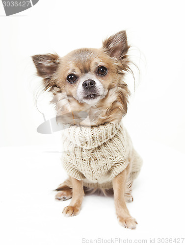 Image of chihuahua with wool sweater