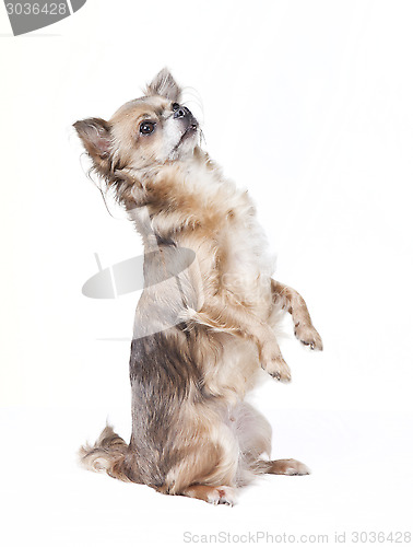 Image of chihuahua sitting