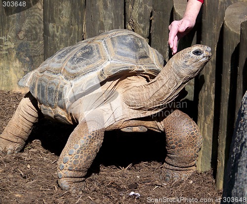 Image of Woman Petting Giant Tortoise